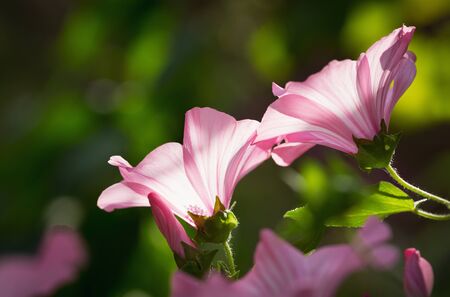 close up of blooming pink flowers on green background in a gardenの写真素材