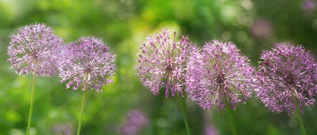 Close up of purple allium flowers growing in a gardenの写真素材