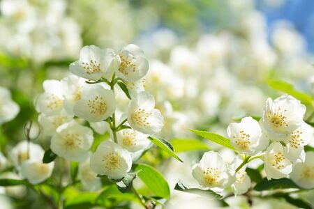 close up of jasmine flowers in a gardenの写真素材