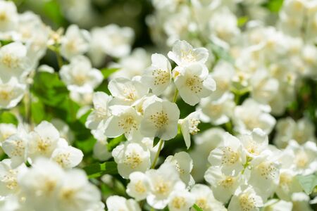 close up of jasmine flowers in a gardenの写真素材