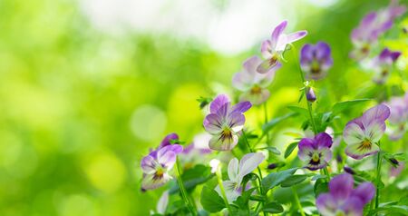 Close up of colorful pansy flowers on green  in a gardenの写真素材