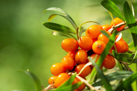 branch of ripe sea buckthorn berries in a gardenの写真素材