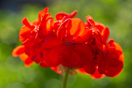 geranium flower in a garden on green background