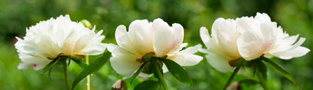blooming peonies in a garden on a green backgroundの写真素材