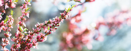 Blooming almond tree. Pink flowers on a tree. Spring background