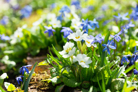 Spring flowers, bunch of blooming white primrose or primula flowers in a gardenの写真素材