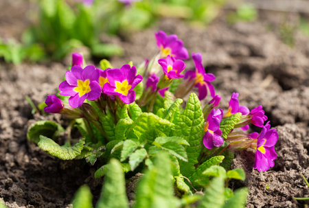 Spring flowers. Bunch of blooming pink primrose or primula flowers in a gardenの写真素材