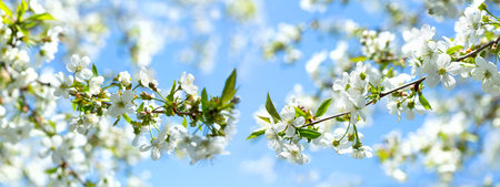 Blooming cherry tree. White flowers on a tree. Spring backgroundの写真素材