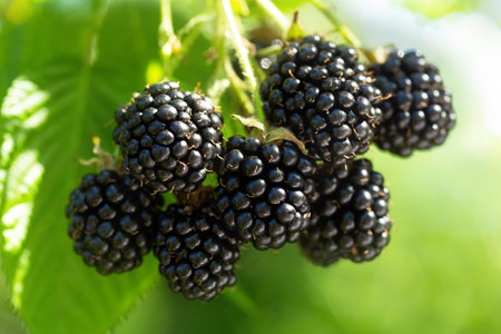 branch of ripe blackberries in a garden over green backgroundの写真素材