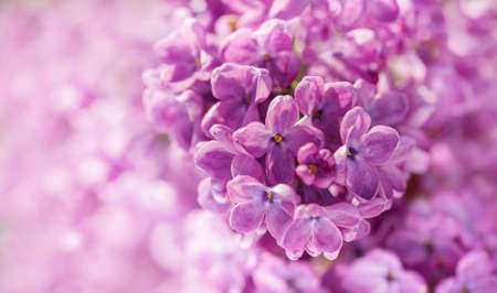 Purple lilac flowers as background. Spring backgroundの写真素材