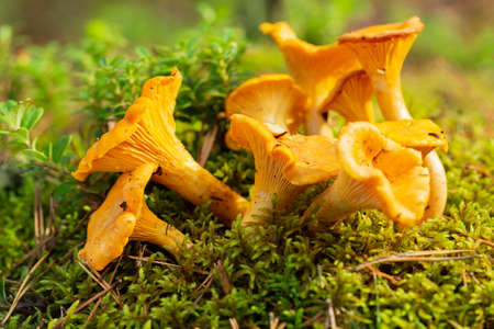 Close up of chanterelle mushrooms in a forest. Edible mushroomsの写真素材