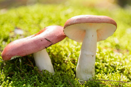 Close up of edible mushrooms in a forestの写真素材