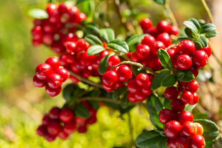 bush of wild ripe cowberry in a forestの写真素材