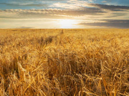 Sunset or sunrise over the barley field. Ripe ears of barley in a field. Harvesting periodの写真素材