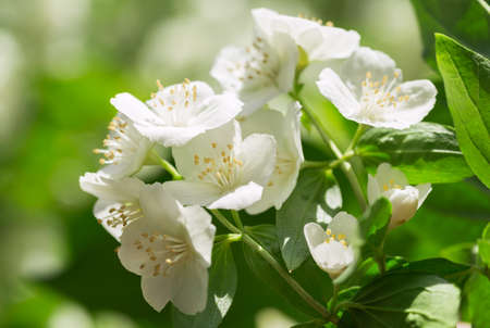 Close up of jasmine flowers in a garden. Spring backgroundの写真素材