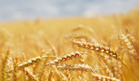 Close up of wheat ears, field of wheat in a summer day. Harvesting periodの写真素材