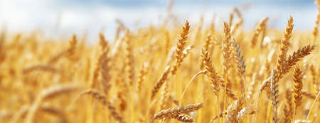 Close up of wheat ears, field of wheat in a summer day. Harvesting periodの写真素材