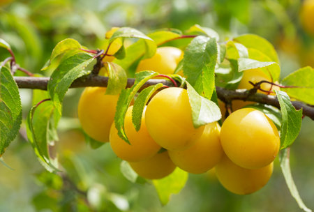 Plum tree. Branch of ripening yellow plums in a gardenの写真素材