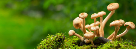 Edible mushrooms in a forest on green background. Honey agarics mushrooms