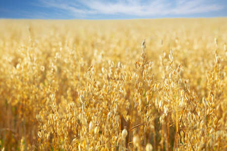 Ripe ears of oats in a field. Harvesting periodの写真素材
