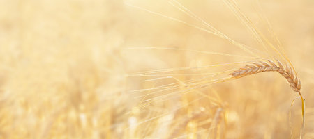 Close up of ripe ears of barley in a field. Field of barley in a summer day. Harvesting period.