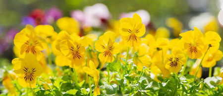 Yellow pansy flowers in a garden