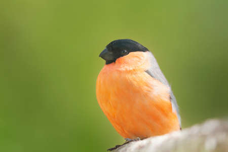 Little bird sitting on branchの写真素材