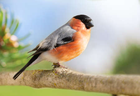 Little bird sitting on branchの写真素材