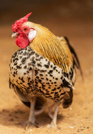 Close up of rooster standing on the groundの写真素材