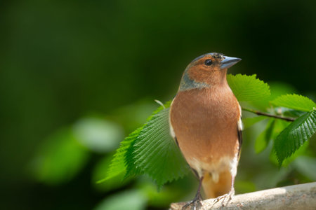 Little songbird sitting on a branch. Common Chaffinch (Fringilla coelebs). Summer time