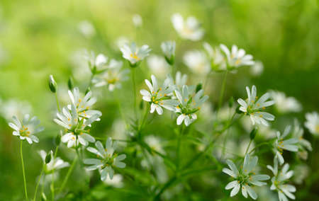 close up of spring white flowers in a forest on a green backgroundの写真素材