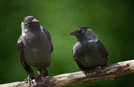 Two birds sitting on a branch over green background. Western jackdaw (Corvus monedula). Summer time