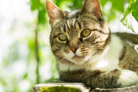 gray cat with green eyes lying on wooden boardsの写真素材