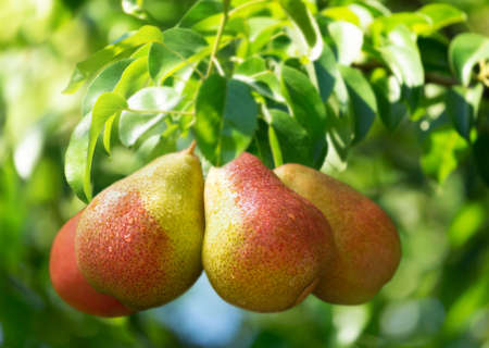 Ripe pears on a branch of tree in a gardenの写真素材