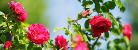 blooming of rose flowers in a garden on green backgroundの写真素材