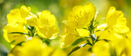blooming yellow summer flowers in a gardenの写真素材