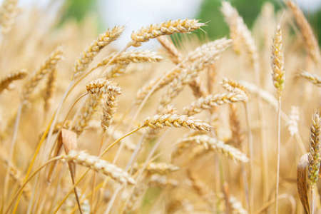 Field of wheat in a summer day. Close up of ripening wheat ears. Harvesting period. Crops field. Rural landscapeの写真素材