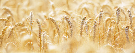 Ripening ears of rye in a field. Field of rye in a summer day. Harvesting period. Crops field. Rural...