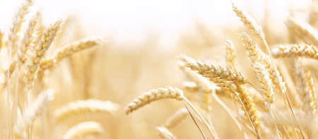 Field of wheat in a summer day. Close up of ripening wheat ears. Harvesting period. Crops field. Rural landscapeの写真素材