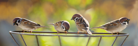 Group of birds sitting on metal stand over blurred background. Tree sparrow (Passer montanus)の写真素材