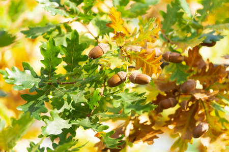 close up of branch of oak tree with acorns in autumn forestの写真素材