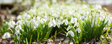 First spring flowers. Close up of snowdrop flowers blooming in a gardenの写真素材