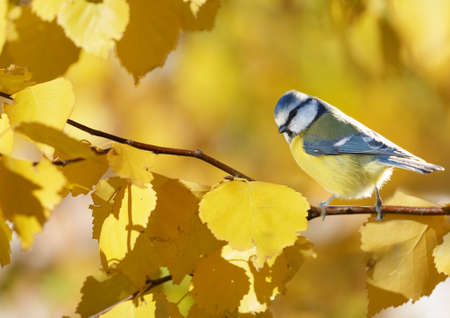 The little songbird sitting on branch of yellow autumn birch. The blue tit (Parus caeruleus)の写真素材
