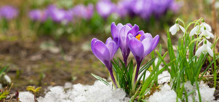 Colorful crocus flowers blooming in snow covering in a gardenの写真素材