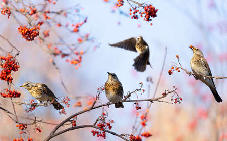 Group of birds eating berries on rowan tree. Fieldfare (Turdus pilaris). Autumn timeの写真素材