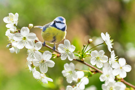 Little bird sitting on branch of blossom cherry tree. The blue tit (Parus caeruleus). Spring time