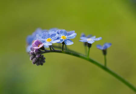 Close up of forget-me-not flower with water drops on green backgroundの写真素材