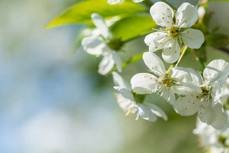 Blooming cherry tree in the spring garden. Close up of white flowers on a tree. Spring backgroundの写真素材