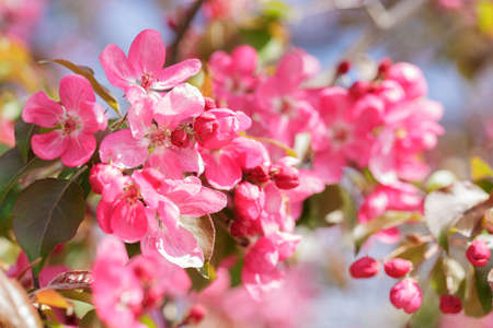 Blooming apple tree in the spring garden. Close up of pink flowers on a tree. Spring backgroundの写真素材