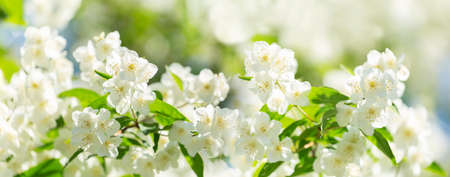 jasmine flowers on a bush in a gardenの写真素材